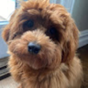 Meet your Posher, Julien